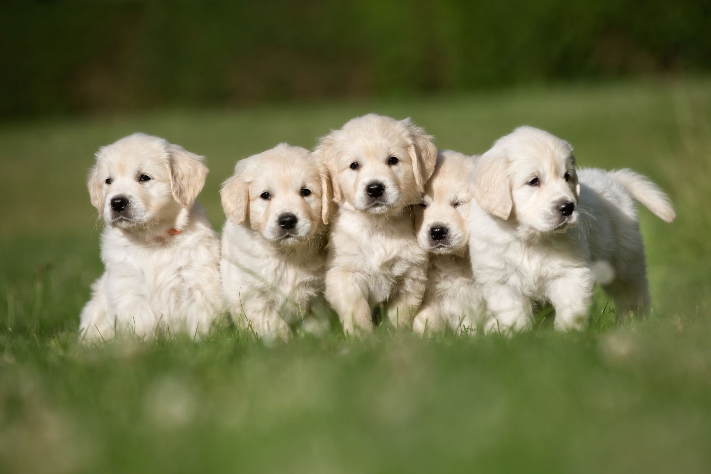 Find Golden Retriever - Cream (English) Pricing Estimates In Anakapalli, Andhra Pradesh.